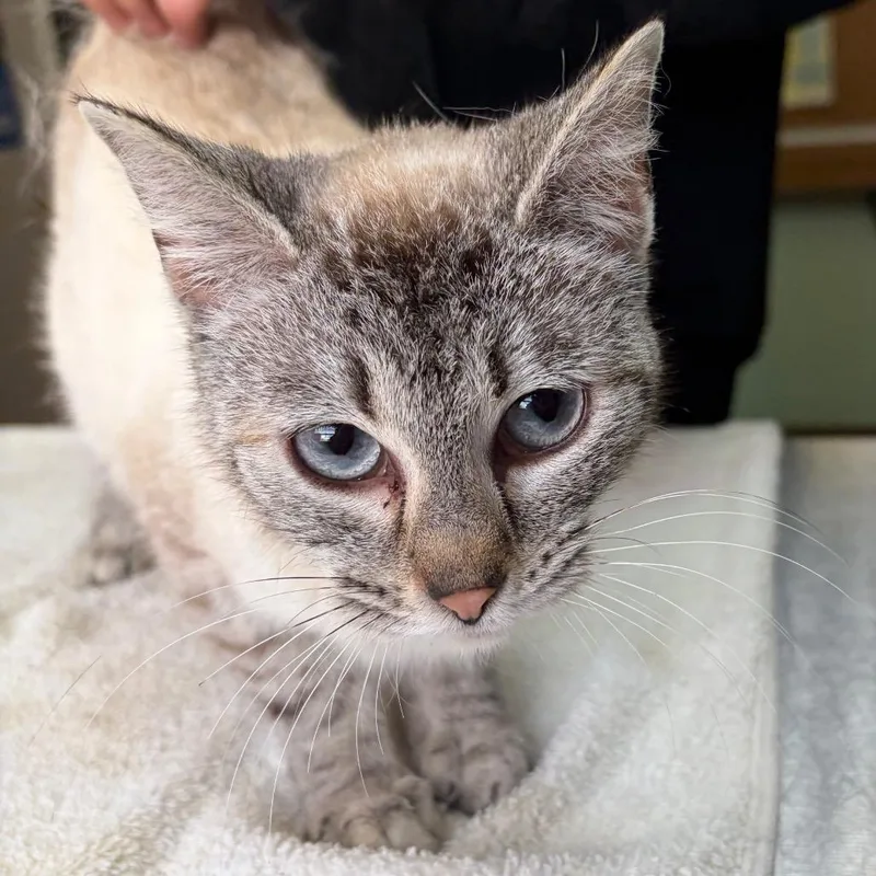 A young medium-sized female Cream / Ivory Domestic Short Hair cat named Chamomile for adoption in West Point, MS
