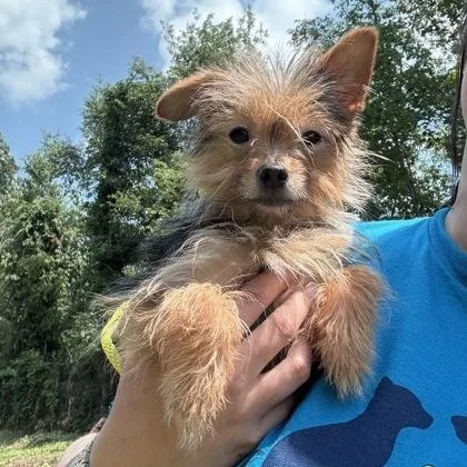 An adult small-sized male Yorkshire Terrier dog named Little One for adoption in Philadelphia, PA