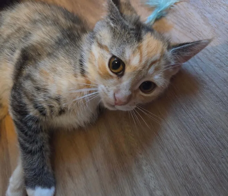 A baby small-sized female Domestic Short Hair cat named Skittles for adoption in Gorham, ME