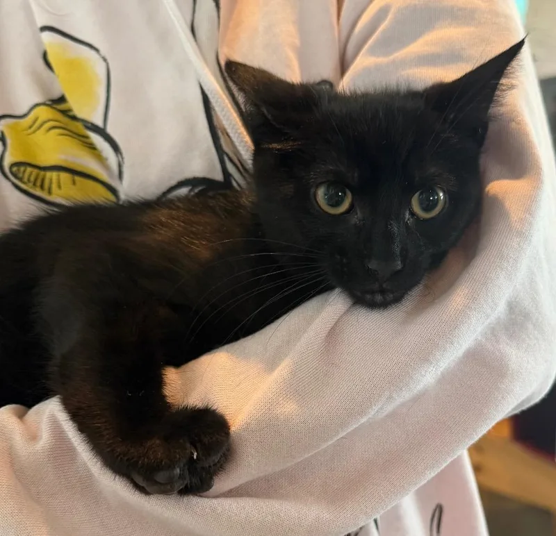A baby small-sized female Domestic Short Hair cat named Challah for adoption in Hyde Park, NY