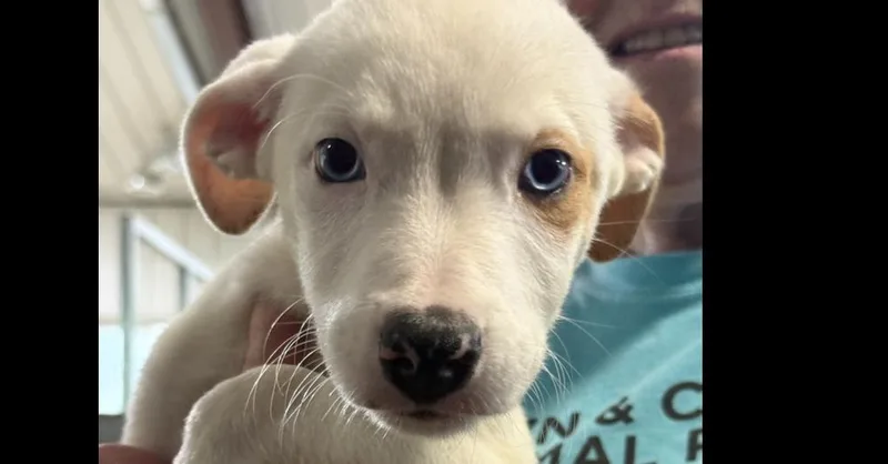 A baby small-sized male Mixed Breed dog named Cow for adoption in Papillion, NE