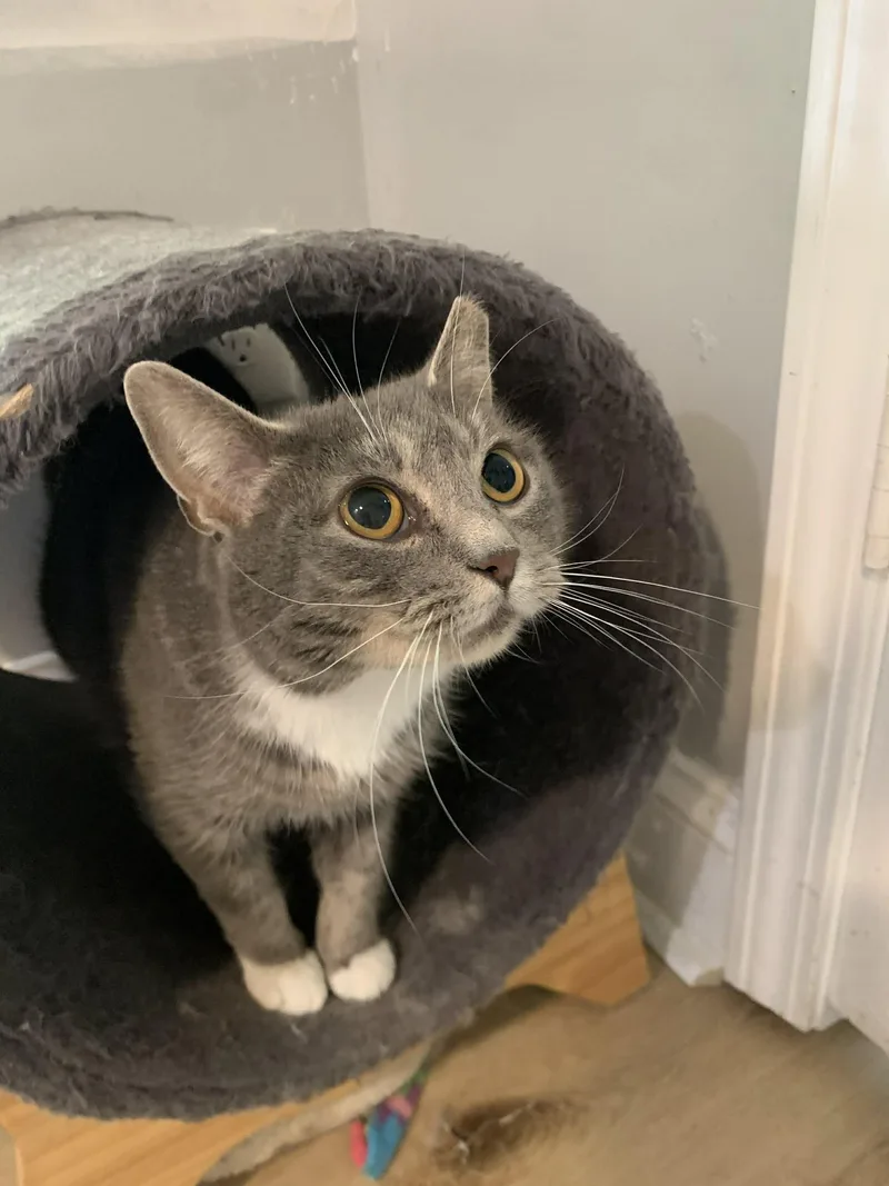 A young medium-sized female Gray & White Domestic Short Hair cat named Kyra for adoption in Belmont, NC