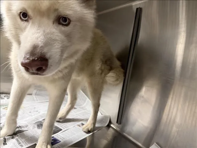 A young large-sized male Siberian Husky dog named Coco for adoption in Chatsworth, CA