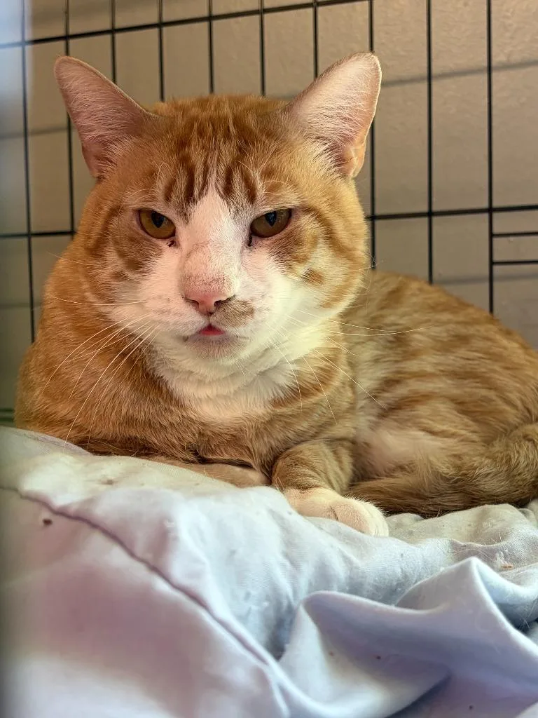 A young medium-sized male Domestic Short Hair cat named Freddy for adoption in Windsor, CT