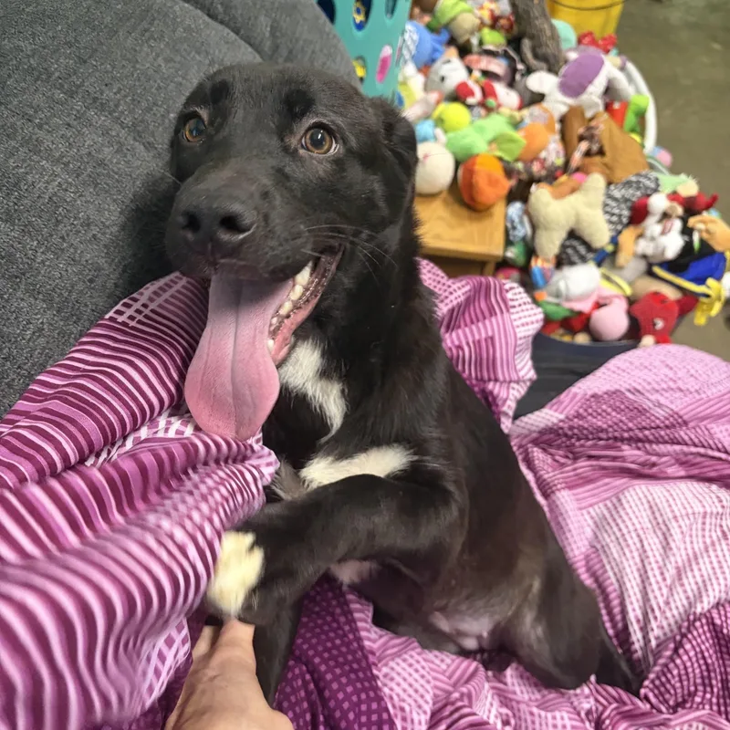 A young medium-sized female Black Mixed Breed dog named Salsa for adoption in Seneca, PA