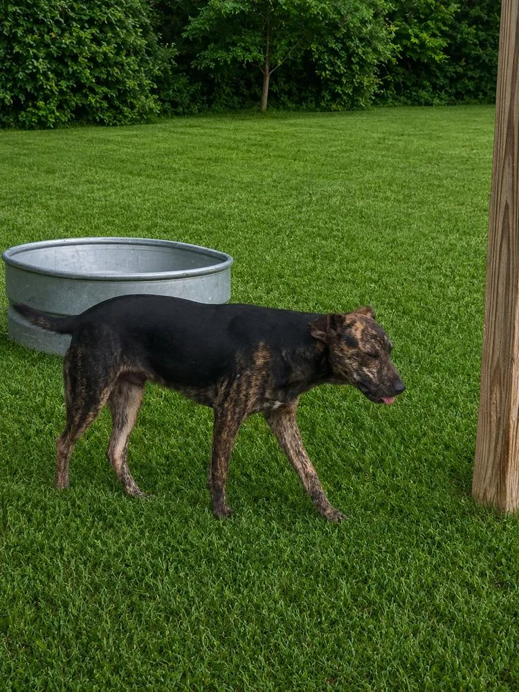 A baby medium-sized male Mountain Cur dog named Rex for adoption in Boston, MA