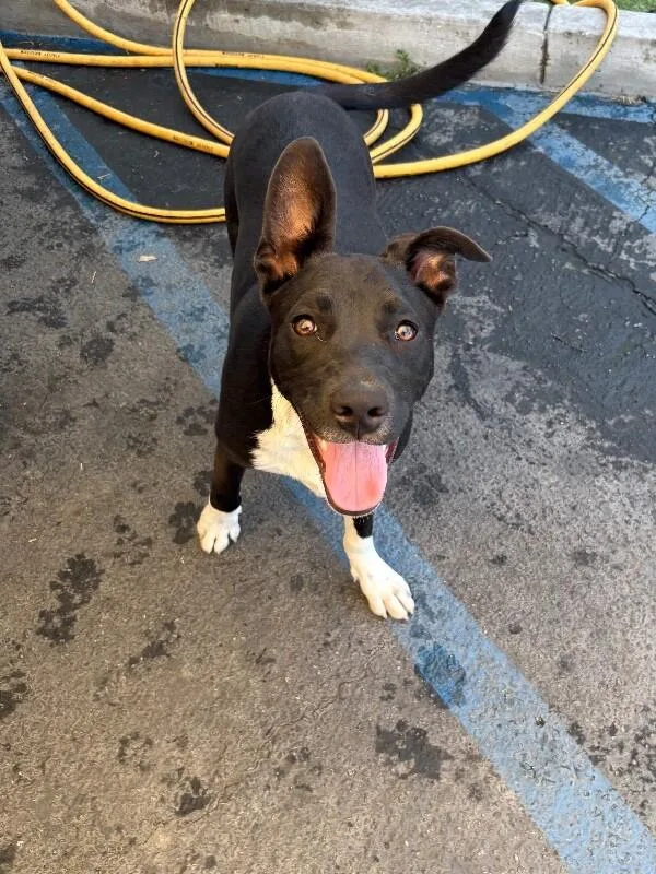 A baby large-sized male Black Pit Bull Terrier dog named Taco for adoption in Van Nuys, CA