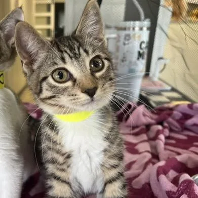 A baby small-sized female Brown / Chocolate Domestic Short Hair cat named Andrea for adoption in Chaska, MN