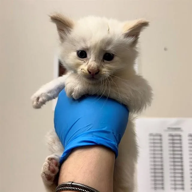 A baby small-sized male Domestic Short Hair cat named Hamburger for adoption in Naples, FL