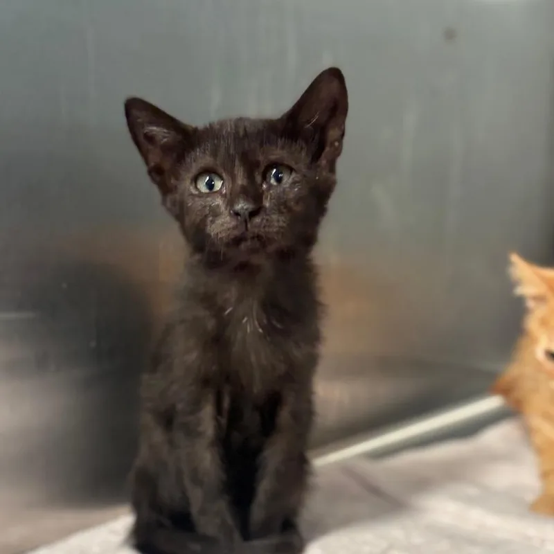 A baby small-sized female Black Domestic Short Hair cat named Beep for adoption in Austin, TX