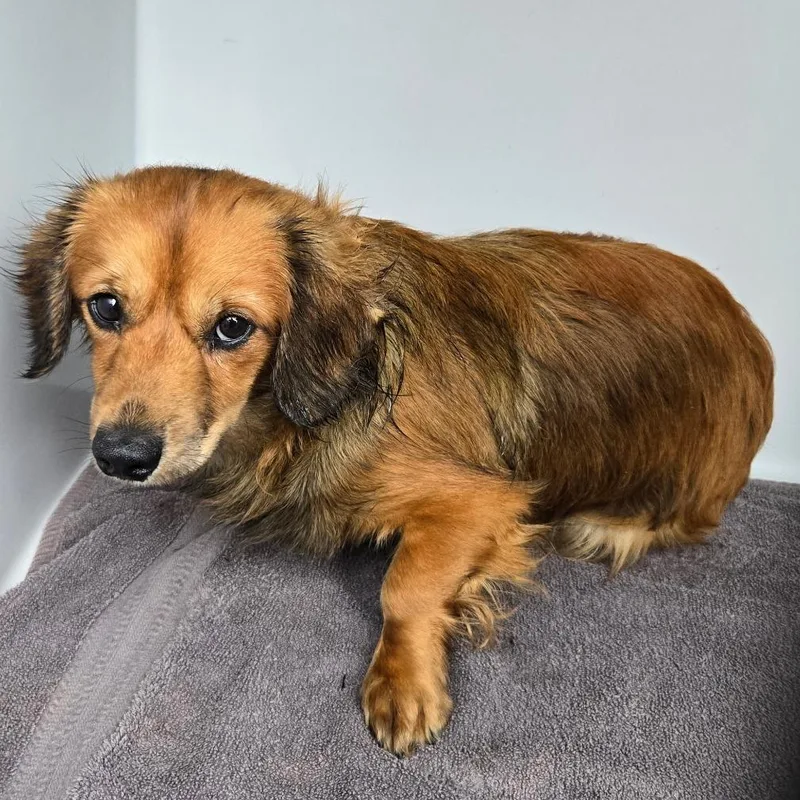 A young small-sized male Red / Chestnut / Orange Mixed Breed dog named Pepe for adoption in St. Helena, CA