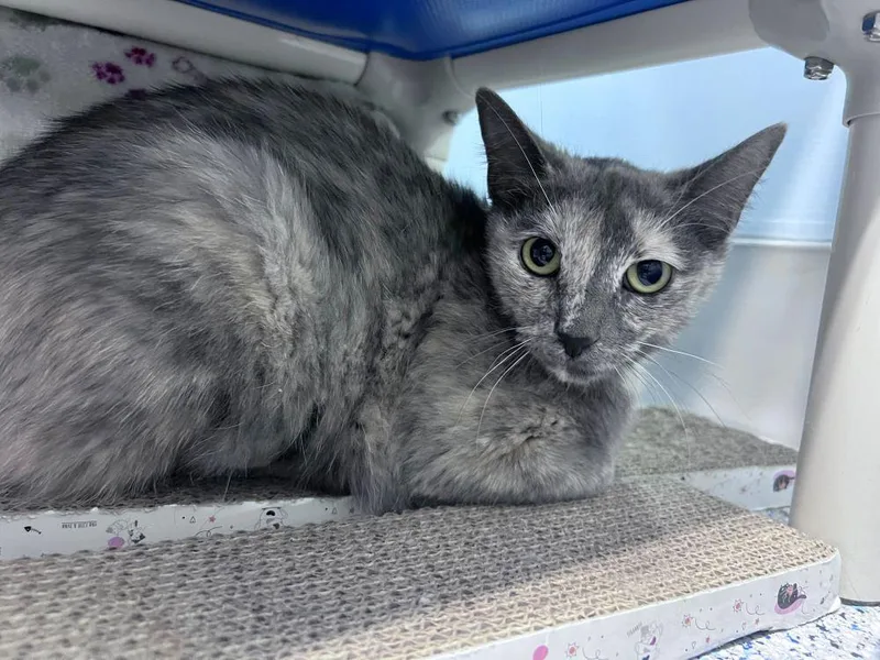 A young medium-sized female Domestic Short Hair cat named Novala for adoption in Colorado Springs, CO