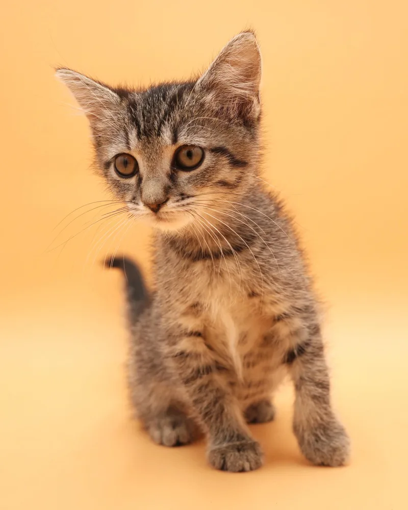 A baby small-sized female Tabby (Brown / Chocolate) Tabby cat named Sweetheart will quickly steal for adoption in Bedford Hills, NY