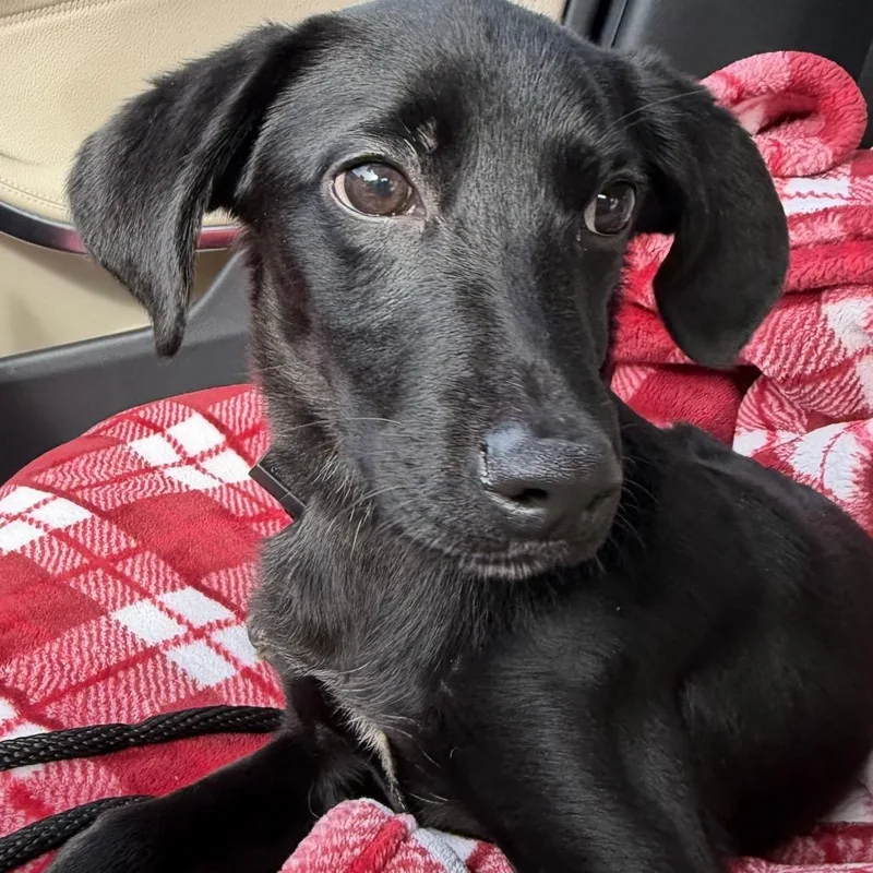 A young medium-sized male Labrador Retriever dog named Snoopy for adoption in Phoenix, MD