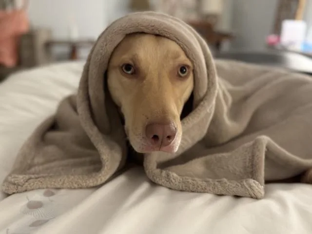 A young large-sized female Brown / Chocolate Catahoula Leopard Dog dog named Nala for adoption in Armonk, NY