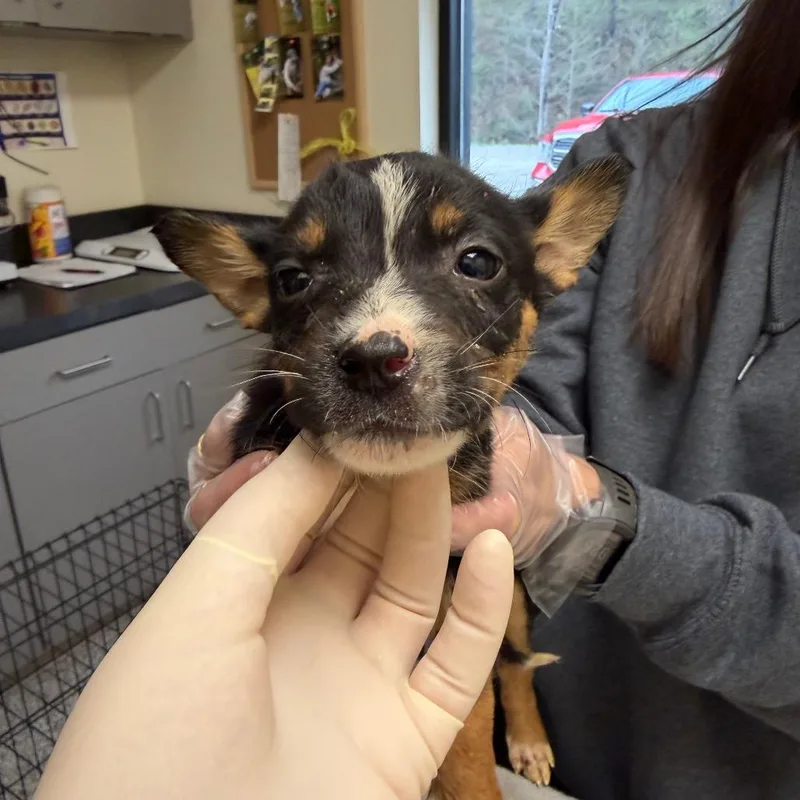 A baby small-sized male Black Mixed Breed dog named Pickle for adoption in Red House, WV