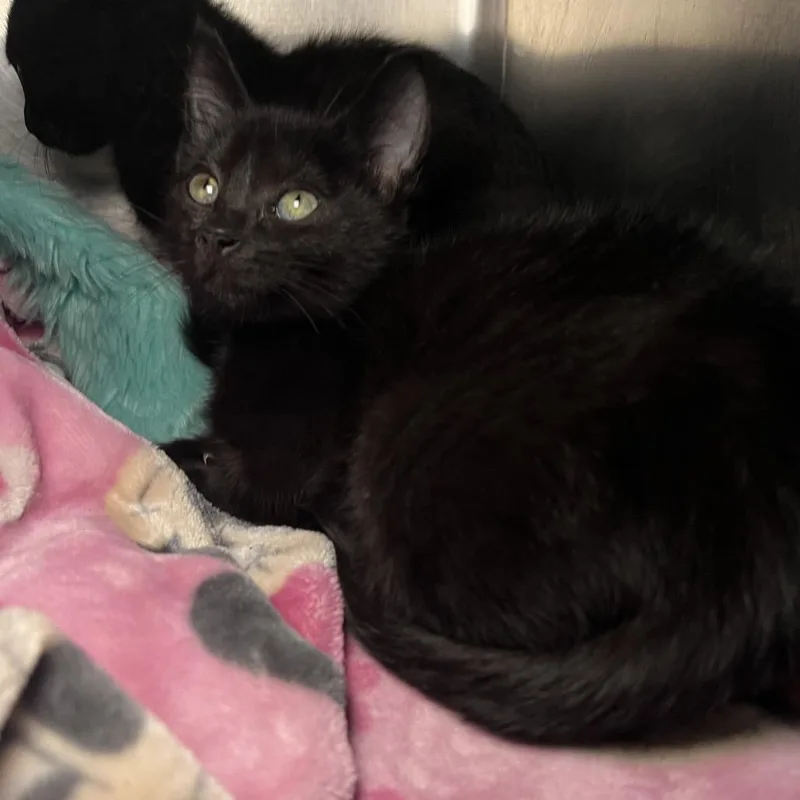 A baby small-sized female Black Domestic Short Hair cat named Carina for adoption in Matteson, IL
