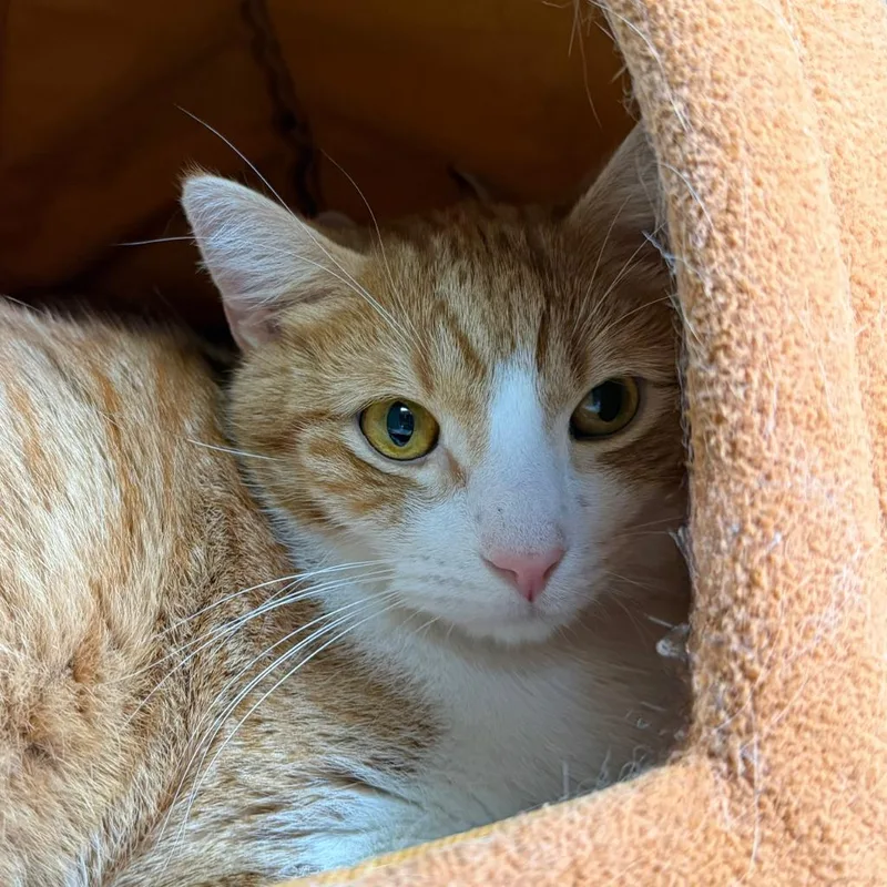 A young small-sized male Domestic Short Hair cat named Dandy Randy for adoption in State College, PA