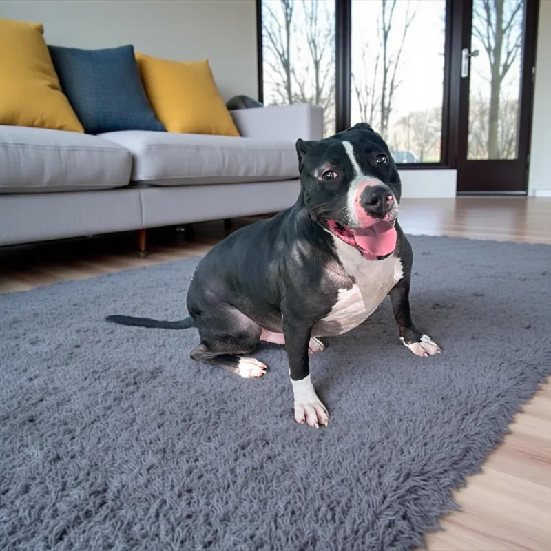 An adult large-sized male Pit Bull Terrier dog named Dowdy for adoption in Fort Worth, TX