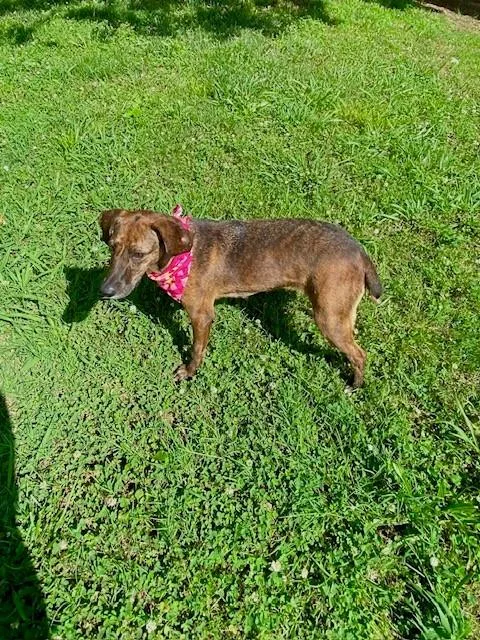 An adult medium-sized female Brindle Plott Hound dog named Shoko for adoption in Fayetteville, AR