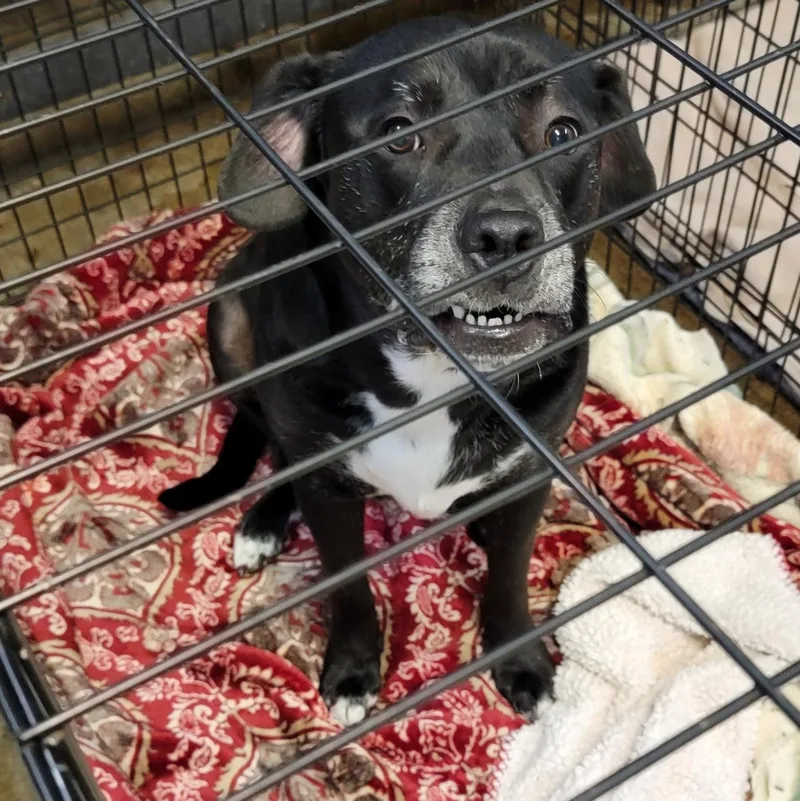 An adult large-sized female Black Labrador Retriever dog named Alaska for adoption in Marietta, OH
