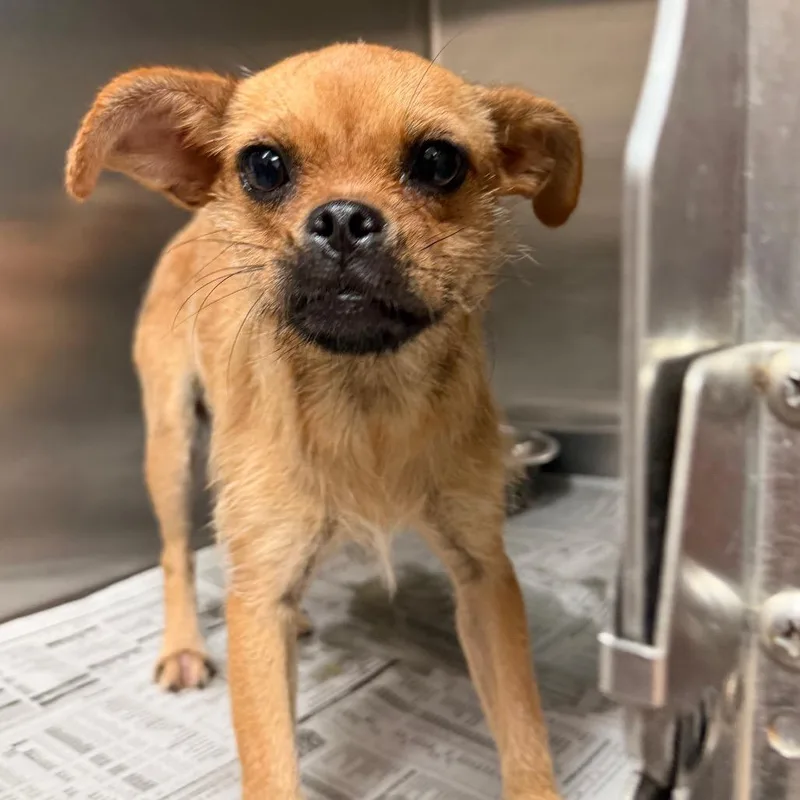 A young small-sized female Brown / Chocolate Pug dog named Shawna for adoption in Edinburg, TX