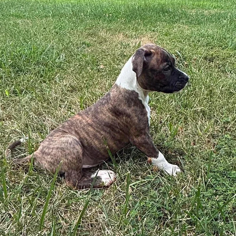 A baby medium-sized female Brindle Pit Bull Terrier dog named Taco for adoption in Overland Park, KS