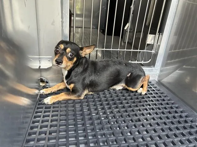 A young small-sized male Mixed Breed dog named Indiana for adoption in Dallas, TX