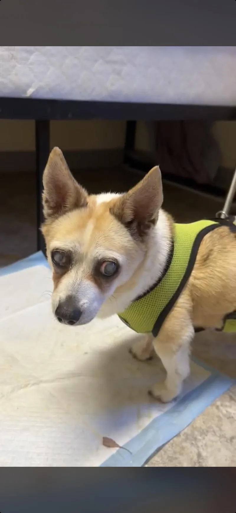 A senior small-sized male Chihuahua dog named Troy for adoption in Lafayette, CA