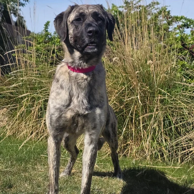 Xena
