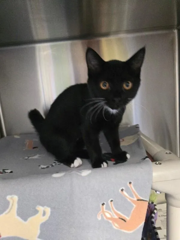 A young medium-sized female Domestic Short Hair cat named Maya for adoption in Cortland, NY