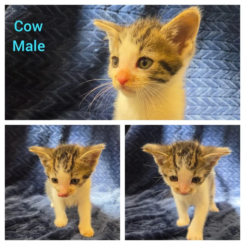 A baby medium-sized male White Domestic Short Hair cat named Cow for adoption in Ontario, NY