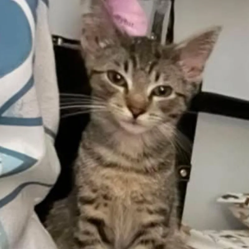 A baby small-sized male Gray / Blue / Silver Domestic Short Hair cat named Sylph  Home to for adoption in South Elgin, IL