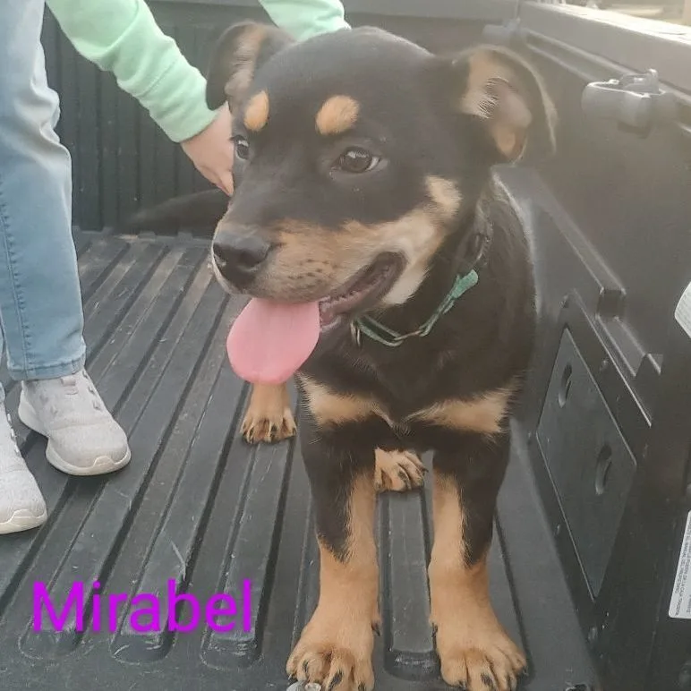 Mirabel thumbnail 2
