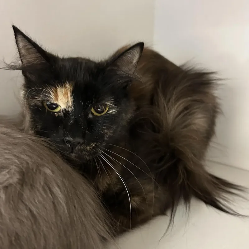 An adult medium-sized female Torbie Domestic Long Hair cat named Tortini for adoption in Redwood City, CA