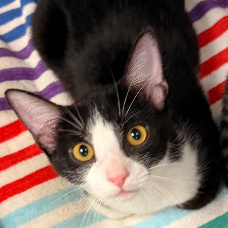 A baby small-sized male American Shorthair cat named Felix for adoption in Evansville, IN