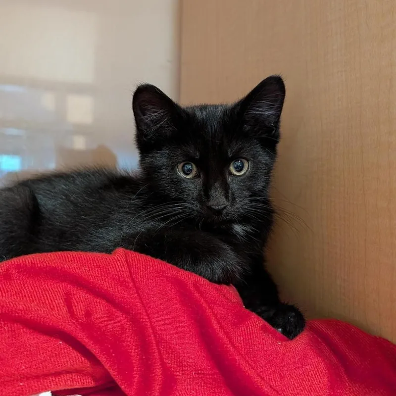 A baby small-sized male Black Domestic Short Hair cat named Pookie for adoption in Washington Township, OH