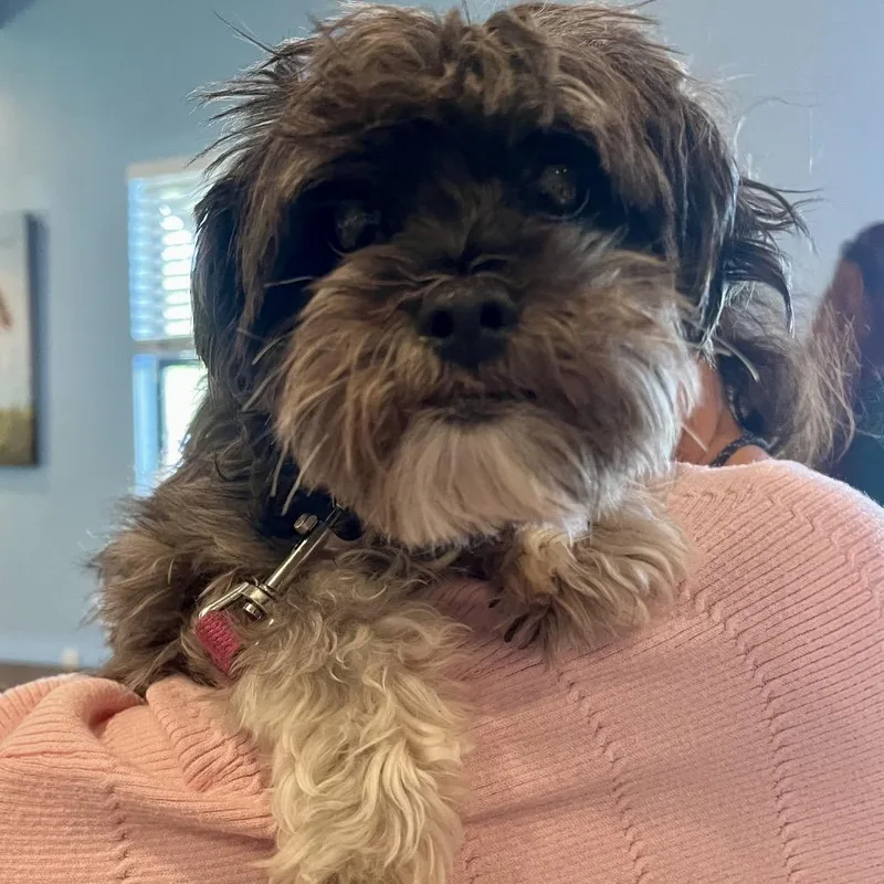 A young small-sized female Gray / Blue / Silver Mixed Breed dog named Lulu for adoption in LOXAHATCHEE, FL