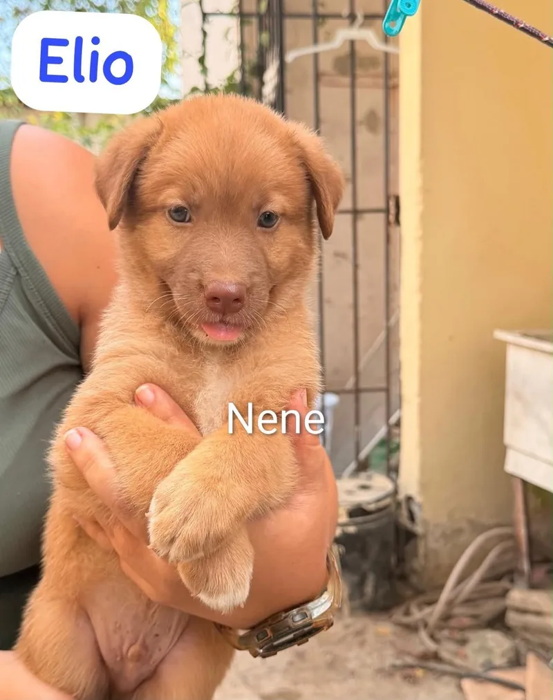 A baby medium-sized male Golden Labrador Retriever dog named Elio for adoption in New York, NY
