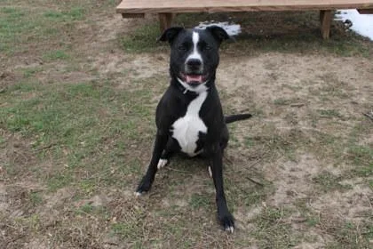 An adult large-sized female Mixed Breed dog named Jewels for adoption in Kansas City, MO