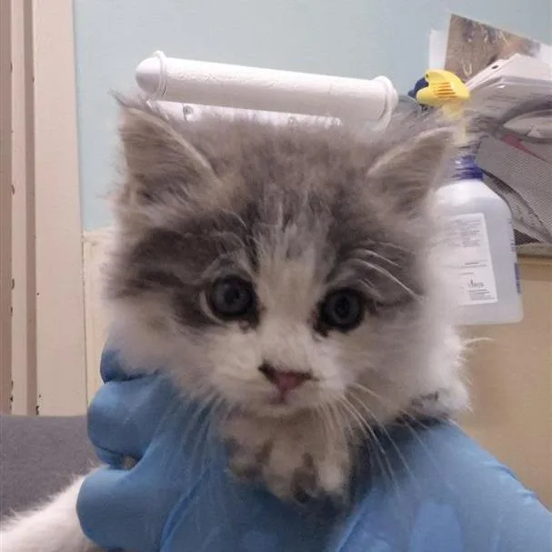 A baby small-sized female Gray / Blue / Silver Domestic Short Hair cat named Mabel for adoption in Tacoma, WA