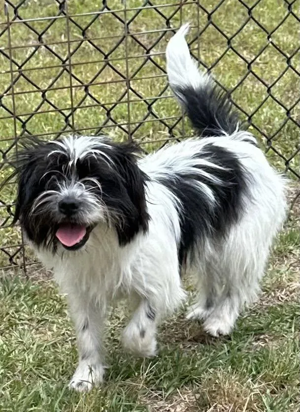 A young small-sized male Terrier dog named Robby for adoption in Meridian, MS
