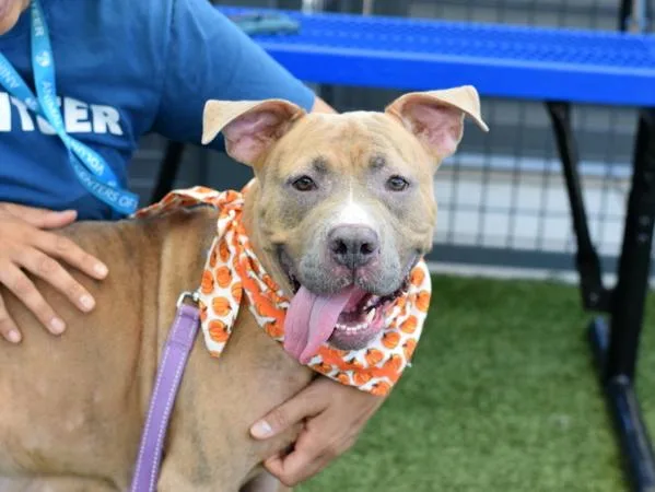 An adult large-sized female Mixed Breed dog named Miss Pancakes for adoption in Ridgewood, NY