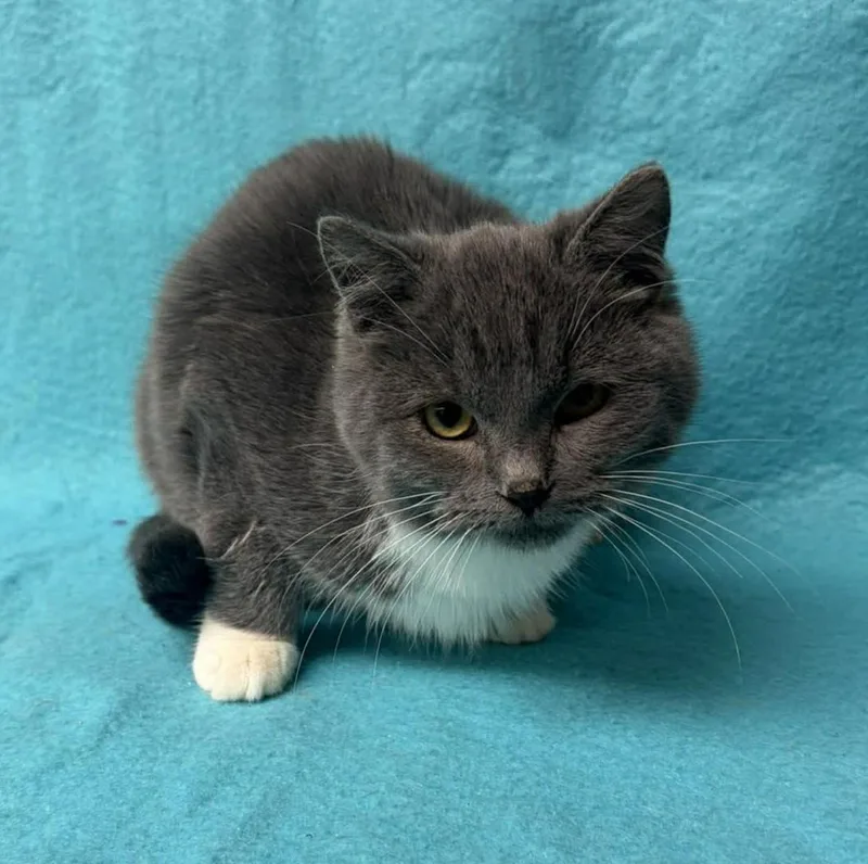 A baby medium-sized female Gray & White Domestic Short Hair cat named Spatula for adoption in Maryville, MO