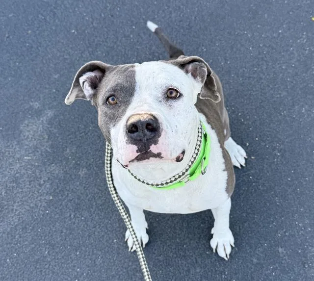 An adult large-sized female Pit Bull Terrier dog named Azul for adoption in Tucson, AZ