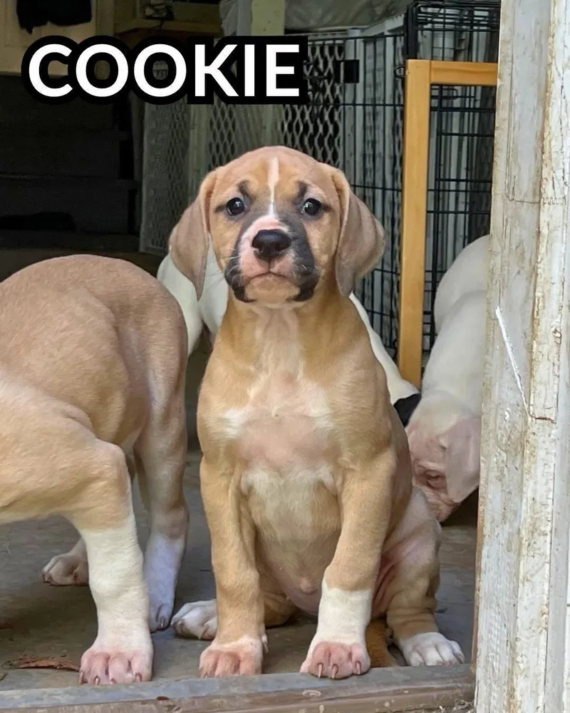 A baby large-sized female English Bulldog dog named Cookie for adoption in Youngstown, OH