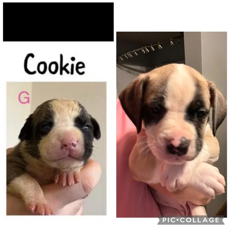 Cookie thumbnail 2