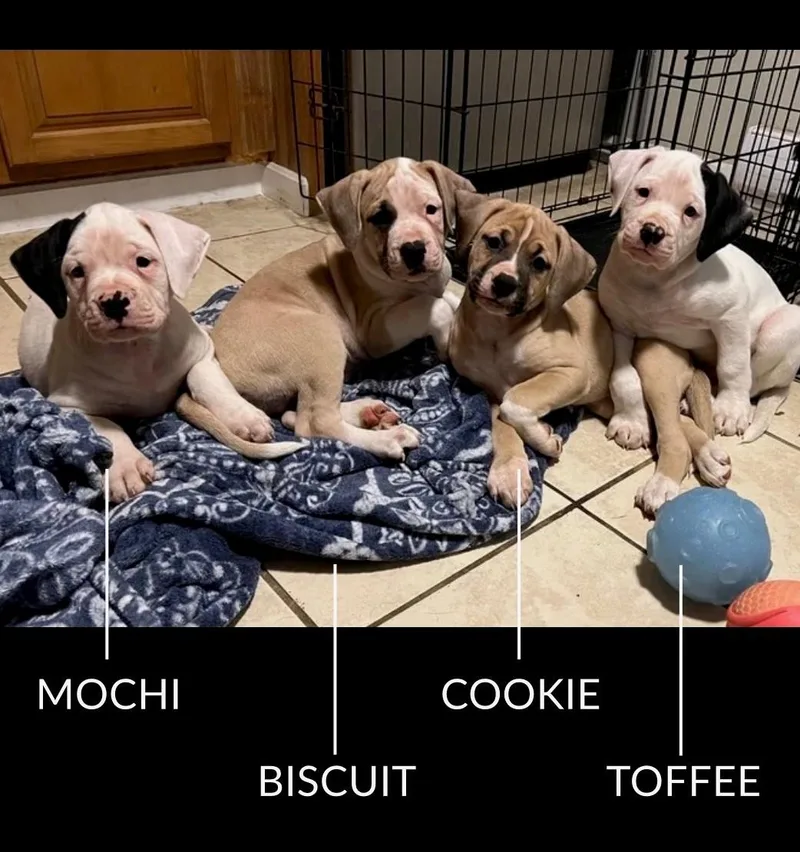 Cookie thumbnail 3