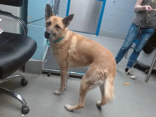 An adult medium-sized female German Shepherd Dog dog named Bernice for adoption in Albuquerque, NM