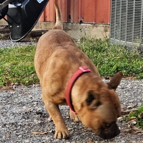 Cane Lucian thumbnail 3